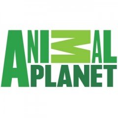 Animal Planet termékek