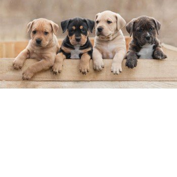 Kutyás Team fürdőlepedő, strand törölköző 70*140cm Kutyás Team fürdőlepedő, strand törölköző 70*140cm