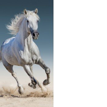 Lovas fürdőlepedő, strand törölköző 70*140cm Lovas fürdőlepedő, strand törölköző 70*140cm