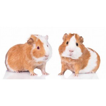 Tengeri malac Guinea Pals fürdőlepedő, strand törölköző 70*140cm Tengeri malac Guinea Pals fürdőlepedő, strand törölköző 70*140cm